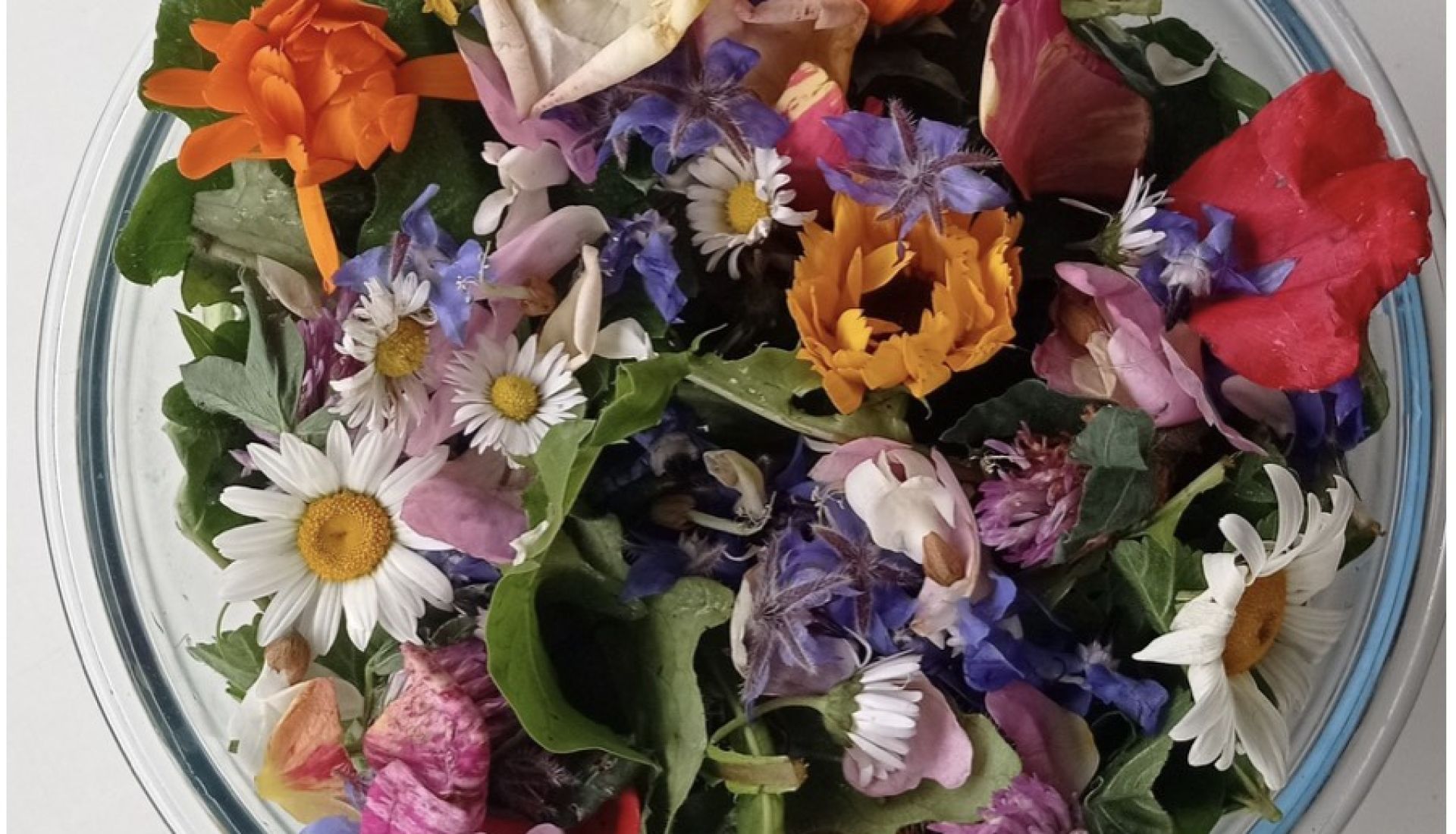 INITIATION AUX PLANTES SAUVAGES COMESTIBLES